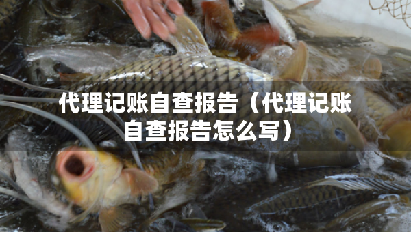 代理記賬自查報(bào)告（代理記賬自查報(bào)告怎么寫）