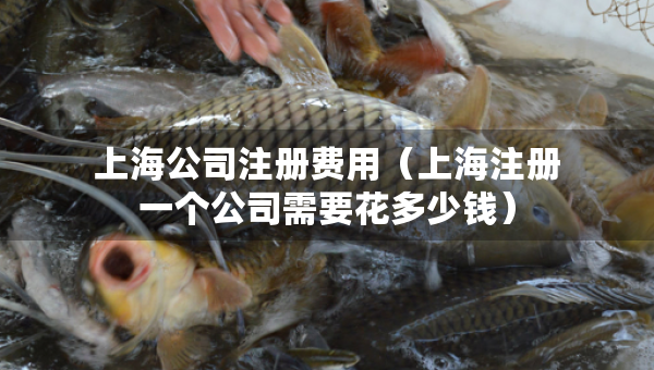 上海公司注冊(cè)費(fèi)用（上海注冊(cè)一個(gè)公司需要花多少錢）