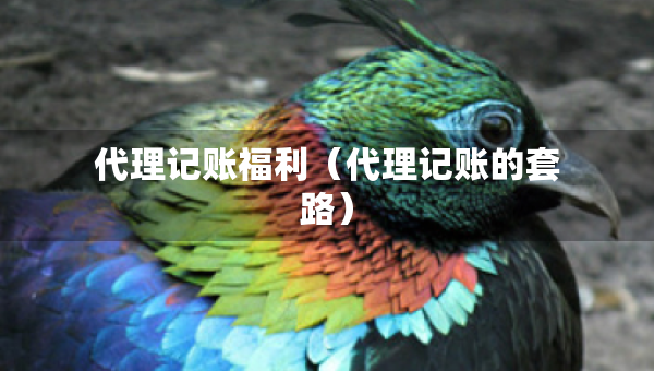 代理記賬福利（代理記賬的套路）