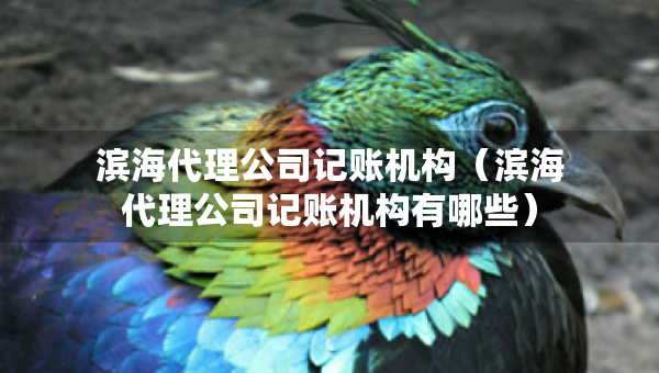 濱海代理公司記賬機構(gòu)（濱海代理公司記賬機構(gòu)有哪些）