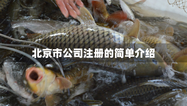 北京市公司注冊(cè)的簡單介紹