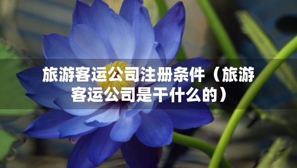 旅游客運公司注冊條件（旅游客運公司是干什么的）