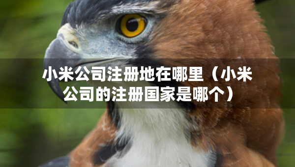 小米公司注冊(cè)地在哪里（小米公司的注冊(cè)國(guó)家是哪個(gè)）