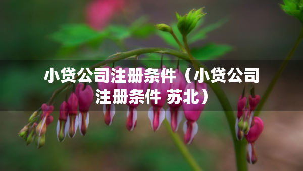 小貸公司注冊(cè)條件（小貸公司注冊(cè)條件 蘇北）