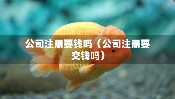公司注冊要錢嗎（公司注冊要交錢嗎）