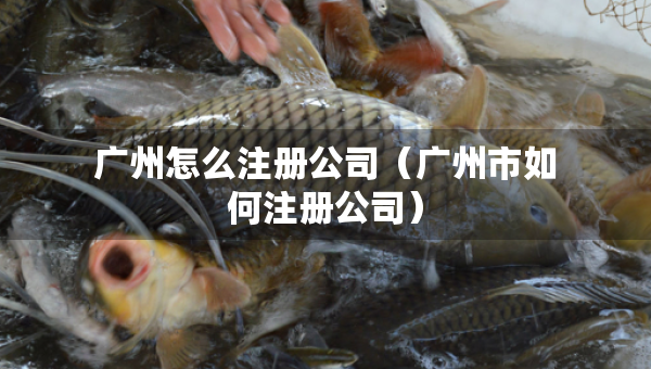 廣州怎么注冊公司（廣州市如何注冊公司）