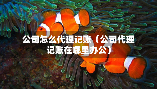 公司怎么代理記賬（公司代理記賬在哪里辦公）