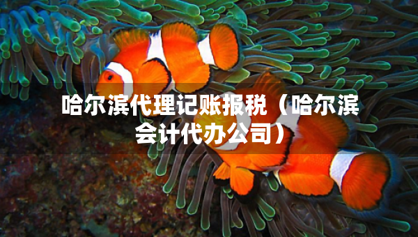 哈爾濱代理記賬報稅（哈爾濱會計代辦公司）