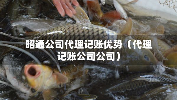 昭通公司代理記賬優(yōu)勢（代理記賬公司公司）