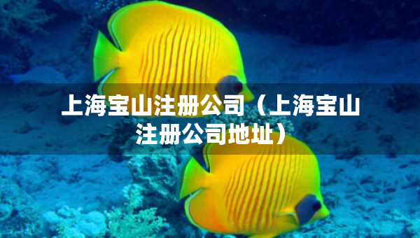 上海寶山注冊(cè)公司（上海寶山注冊(cè)公司地址）