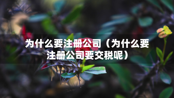 為什么要注冊公司（為什么要注冊公司要交稅呢）