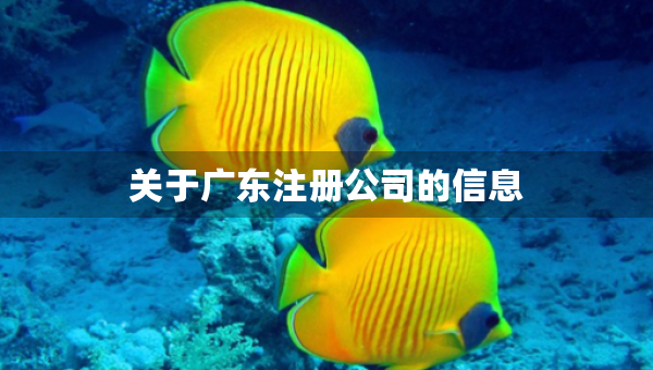 關(guān)于廣東注冊公司的信息