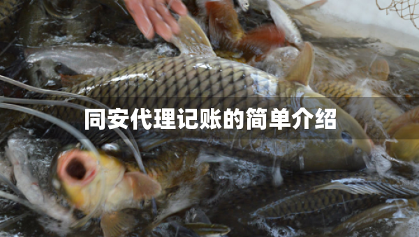 同安代理記賬的簡單介紹