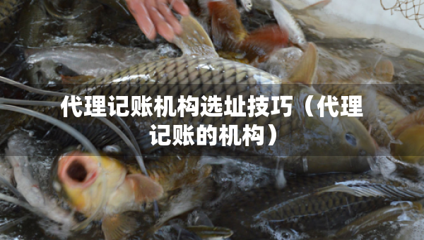 代理記賬機構(gòu)選址技巧（代理記賬的機構(gòu)）