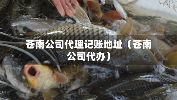 蒼南公司代理記賬地址（蒼南公司代辦）
