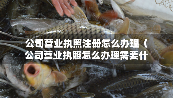 公司營業(yè)執(zhí)照注冊怎么辦理（公司營業(yè)執(zhí)照怎么辦理需要什么資料）