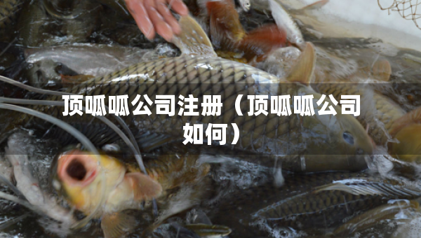 頂呱呱公司注冊(cè)（頂呱呱公司如何）