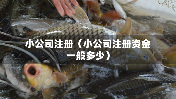 小公司注冊（小公司注冊資金一般多少）