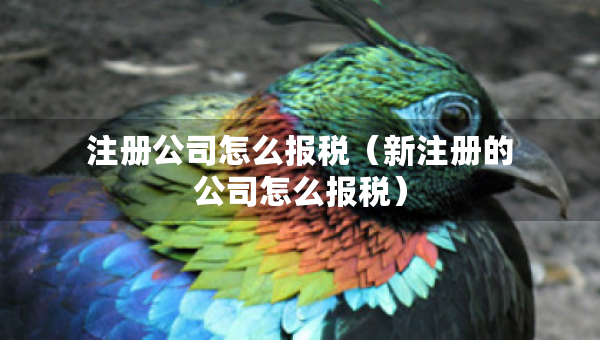 注冊(cè)公司怎么報(bào)稅（新注冊(cè)的公司怎么報(bào)稅）