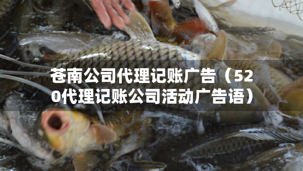 蒼南公司代理記賬廣告（520代理記賬公司活動廣告語）