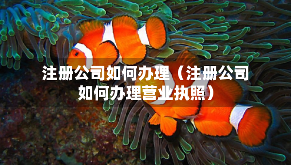 注冊公司如何辦理（注冊公司如何辦理營業(yè)執(zhí)照）