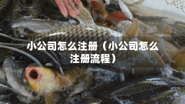 小公司怎么注冊(cè)（小公司怎么注冊(cè)流程）