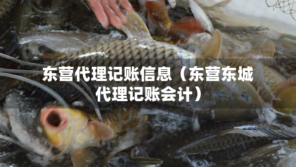 東營(yíng)代理記賬信息（東營(yíng)東城代理記賬會(huì)計(jì)）