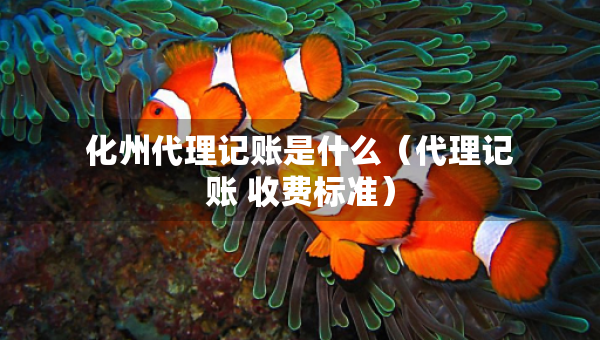 化州代理記賬是什么（代理記賬 收費(fèi)標(biāo)準(zhǔn)）
