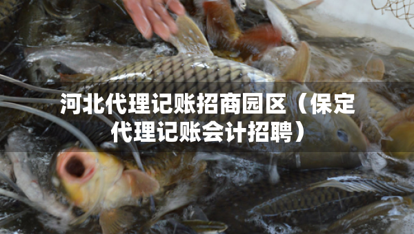 河北代理記賬招商園區(qū)（保定代理記賬會(huì)計(jì)招聘）