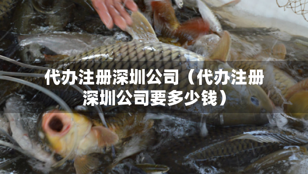 代辦注冊深圳公司（代辦注冊深圳公司要多少錢）