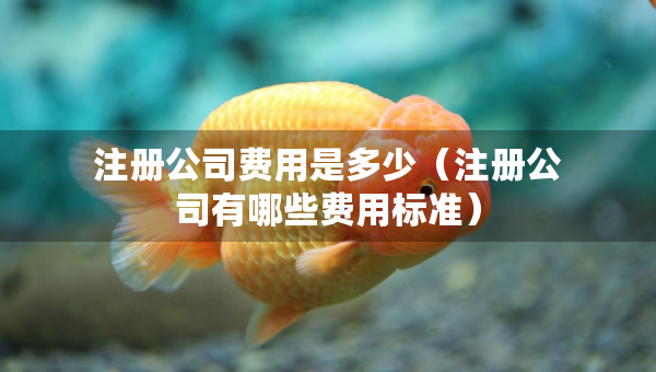 注冊公司費用是多少（注冊公司有哪些費用標(biāo)準(zhǔn)）
