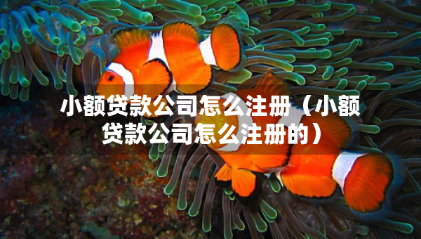 小額貸款公司怎么注冊（小額貸款公司怎么注冊的）