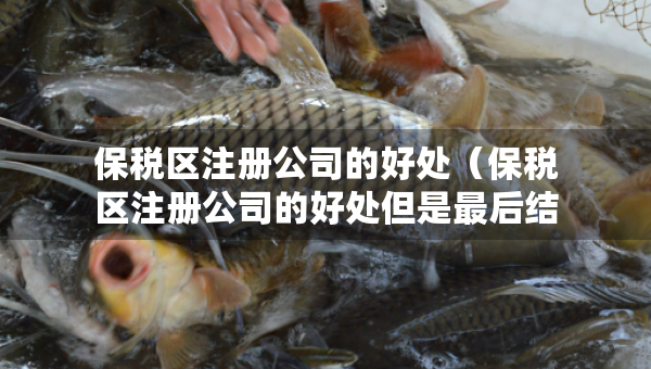 保稅區(qū)注冊公司的好處（保稅區(qū)注冊公司的好處但是最后結(jié)果,大相徑庭）