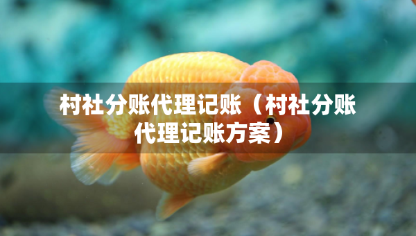 村社分賬代理記賬（村社分賬代理記賬方案）