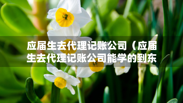 應(yīng)屆生去代理記賬公司（應(yīng)屆生去代理記賬公司能學(xué)的到東西嗎）