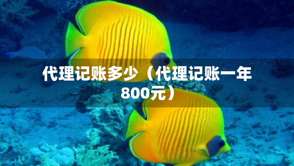 代理記賬多少（代理記賬一年800元）