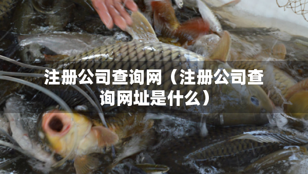 注冊公司查詢網(wǎng)（注冊公司查詢網(wǎng)址是什么）