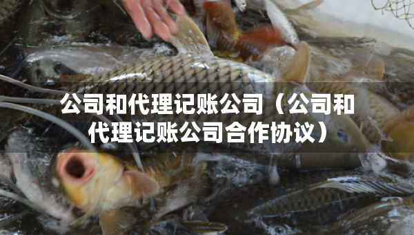公司和代理記賬公司（公司和代理記賬公司合作協(xié)議）
