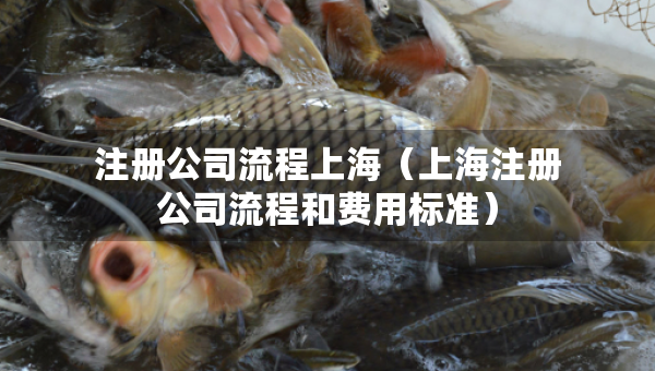 注冊(cè)公司流程上海（上海注冊(cè)公司流程和費(fèi)用標(biāo)準(zhǔn)）