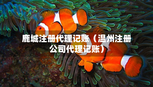 鹿城注冊(cè)代理記賬（溫州注冊(cè)公司代理記賬）