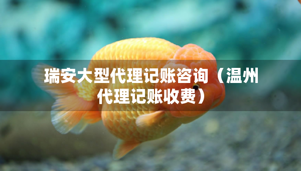 瑞安大型代理記賬咨詢（溫州代理記賬收費(fèi)）