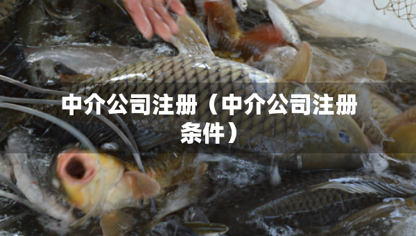 中介公司注冊(cè)（中介公司注冊(cè)條件）