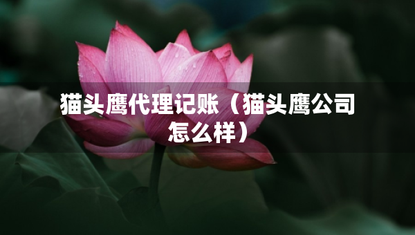 貓頭鷹代理記賬(貓頭鷹公司怎么樣) 貓頭鷹代理記賬(貓頭鷹公司怎么樣)
