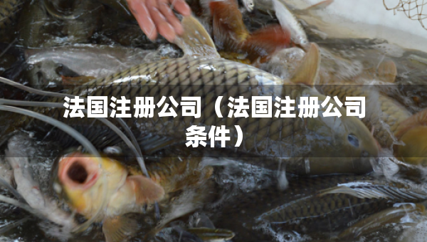 法國注冊公司（法國注冊公司條件）