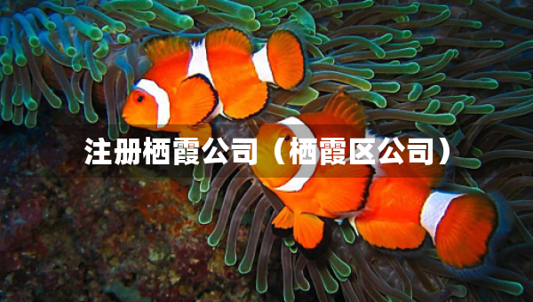 注冊棲霞公司（棲霞區(qū)公司）