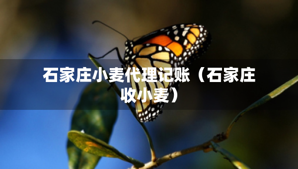 石家莊小麥代理記賬（石家莊收小麥）