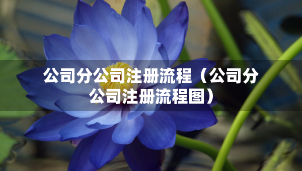 公司分公司注冊流程（公司分公司注冊流程圖）
